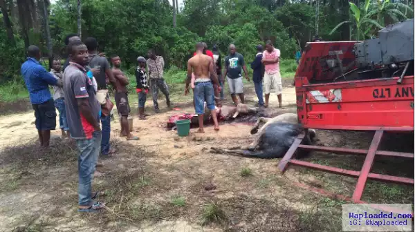 Several Policemen Injured, 5 cows Dead In Ghastly Accident In Rivers